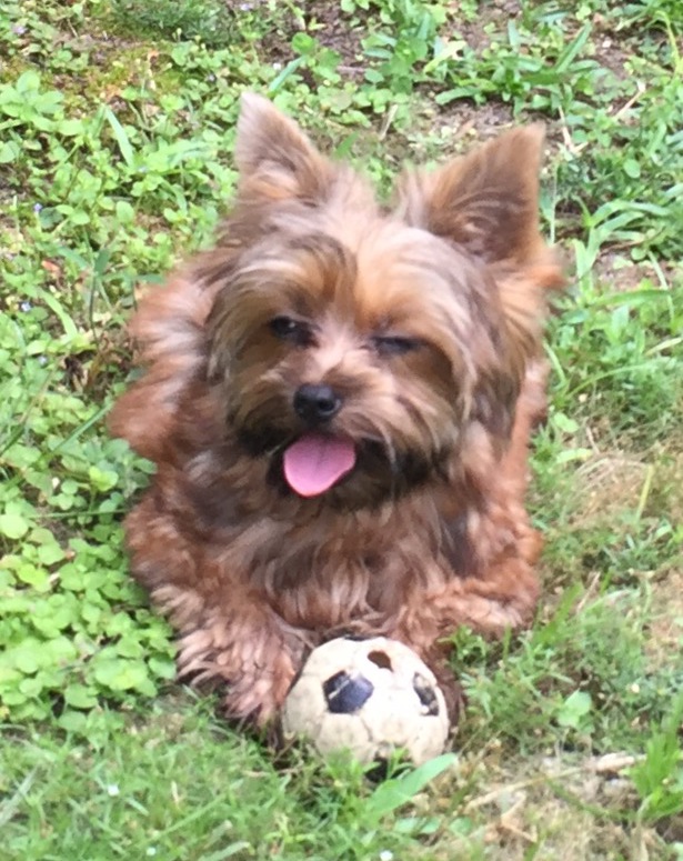 sable yorkshire terrier